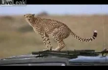 Prezent od geparda
