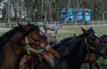 Kto weźmie odpowiedzialność za konie w Janowie? Konkurs na prezesa