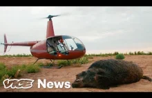 W Teksasie za drobną opłatą można zapolować na dziki przy pomocy helikoptera