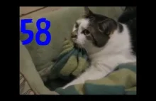 Smieszne koty #58