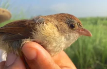 "Odkryto" ptaka uważanego za wymarłego