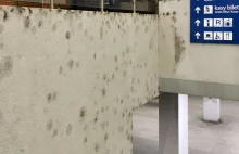 Przystanek Dworzec Zachodni PST ma ledwo 7 lat, a panuje na nim grzyb i bałagan