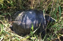 Żółw w centrum Krakowa. Na pomoc ruszyli strażnicy