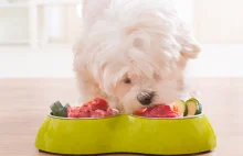 Wpływ karmy na zdrowie Twojego psa