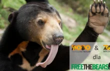 Trwa zbiórka Zoo Wrocław na ratowanie niedźwiedzi w Laosie | www.