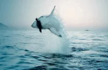 Great White Shark Attack (Video) | AlbaSun Portal