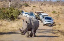 Kłusownik w RPA chciał zdobyć róg nosorożca. Stratował go słoń, a potem...