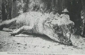 Największy upolowany krokodyl w historii! I to przez Polkę! Krystynę Pawłowską.