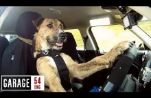 Pies jeździ BMW po mieście