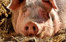 Moje wielkie kociewskie świniobicie | Strefa Historii