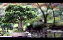 Miniaturowe drzewka - Bonsai