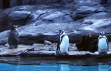 Depressed penguin. Albert’s surprising story