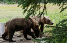 Alaska – Obserwacja niedźwiedzi - Viet-mix