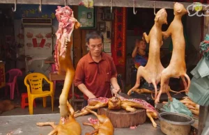 Mięso psa i kota to nie tylko przysmak azjatyckiej biedoty.