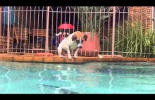 Pies łapie ryby w basenie.