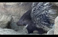 Jeżozwierz - Porcupine - Hystrix...