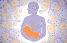 Komórki płodu ukrywają się w ciele matki, ale co one robią?