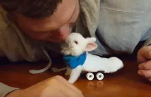 Sparaliżowany króliczek używa małej deskorolki do poruszania się (eng)