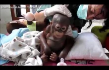 Małe smutne "niemowlę" orangutana. Wygląda prawie jak ludzie dziecko...
