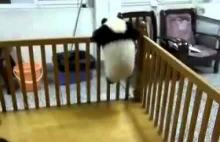 Próba ucieczki małej pandy