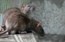 Szczury rozbrajają miny