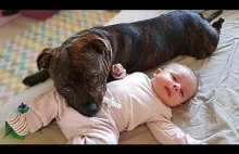 Pit Bull Protects Baby Compilation","lengthSeconds":"335","keywords":[&quot