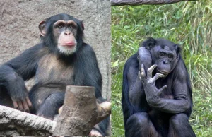 Porozumienia ponad gatunkami (szympansów)