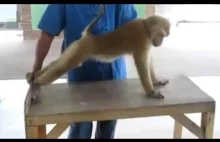 Małpi workout