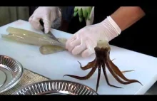 Live Squid Sashimi +18