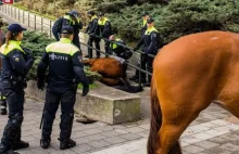 Członek Antify odpowiedzialny za śmierć konia policyjnego