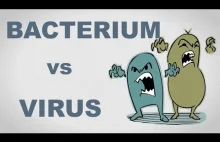 Bakterie i wirusy - czym się różnią? [eng]