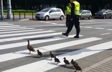 Zagubione kaczki w centrum Gdańska