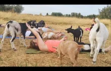 Goat Yoga - Joga w połączeniu z zabawą z kózkami