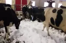 Krowy bawią się w śniegu