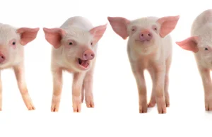 Świnie GMO nadzieją transplantologii.