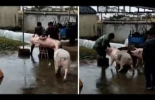 Świnia rzuca się na ratunek świni i atakuje trzymających ją rzeźników