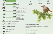 Rekordziści wśród zwierząt. Mega ciekawa infografika!