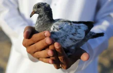 Indie aresztują gołębia pod zarzutem szpiegostwa na rzecz Pakistanu [ENG]