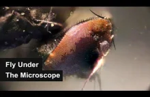 Mucha pod mikroskopem i kryształek piasku XD