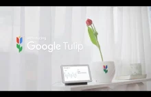 Google Tulip - inteligentny tulipan