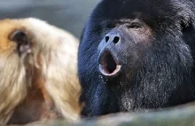 Głośniejsze małpy mają mniejsze jądra