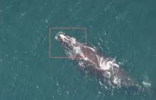 Which whale is it, anyway? Face recognition for right whales || deep learning