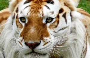 Złoty tygrys. Niezwykle piękna odmiana barwna tygrysa bengalskiego.
