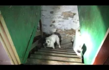 Pies przykuty łańcuchem w piwnicy na widok ludzi dostaje szału radości