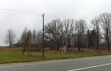 Na Łotwie w listopadzie można spotkać żyrafę, spacerującą przy jednej z...