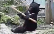Kung fu niedźwiedź
