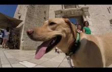 Pojechał z psem do Chorwacji. Pozwiedzał zabytki w Trogirze...