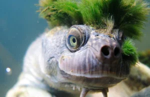 Punkowy żółw, który oddycha genitaliami