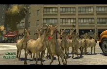 Grand Theft Auto IV - Goat Simulator
