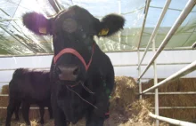 Pomogła petycja ws krowy która nielegalnie przekroczyła granicę. Penka uratowana